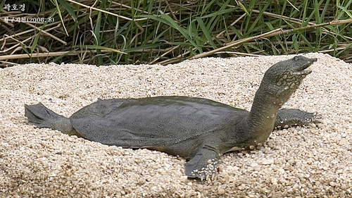 Pelodiscus maackii