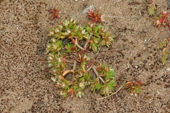 Crassula decumbens
