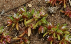 Crassula decumbens