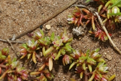 Crassula decumbens