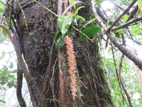 Coelogyne convallariiformis, photograph 1