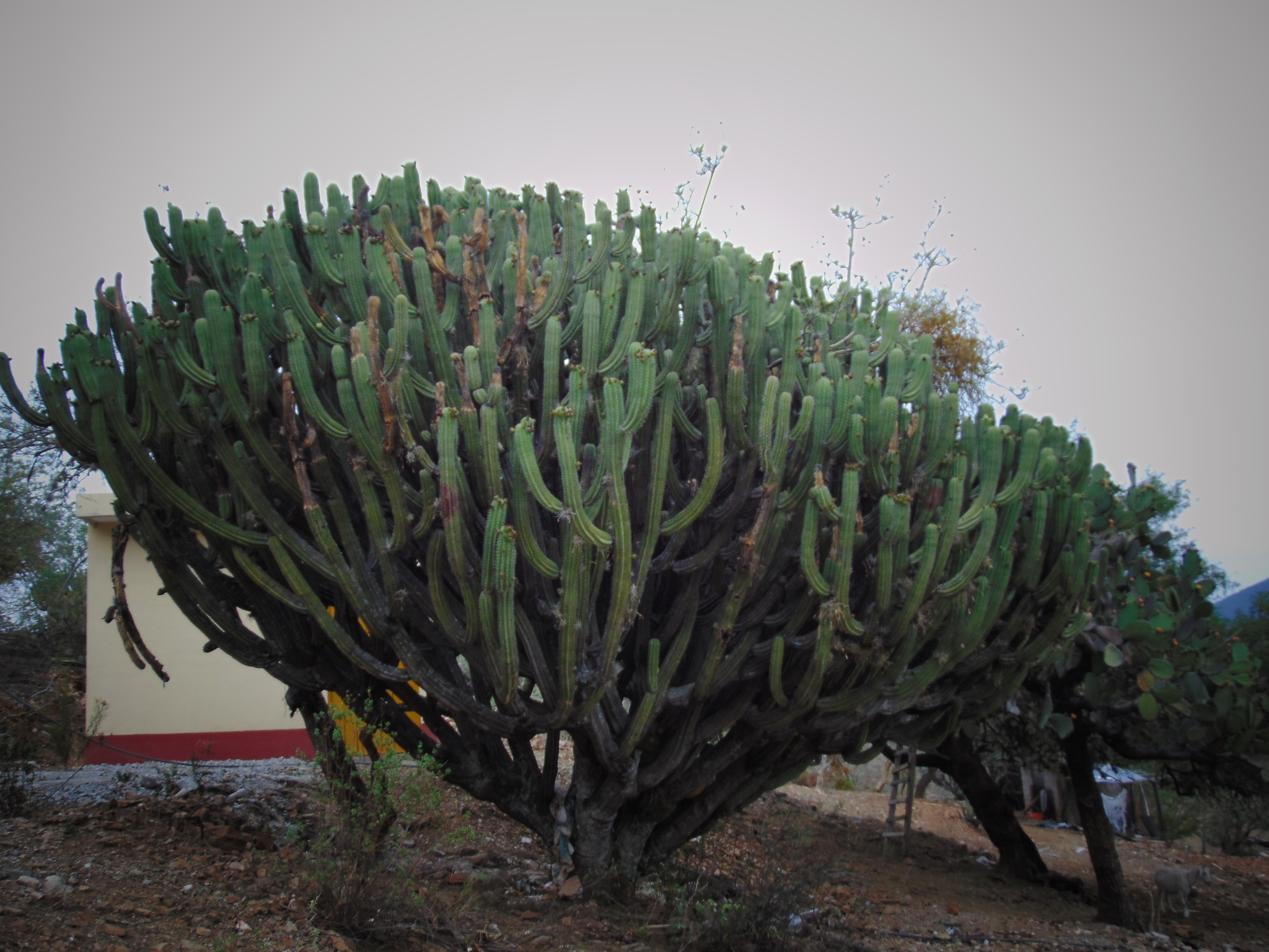 Imagem de Chichipe