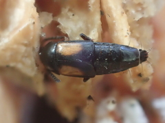 Tachinus subterraneus