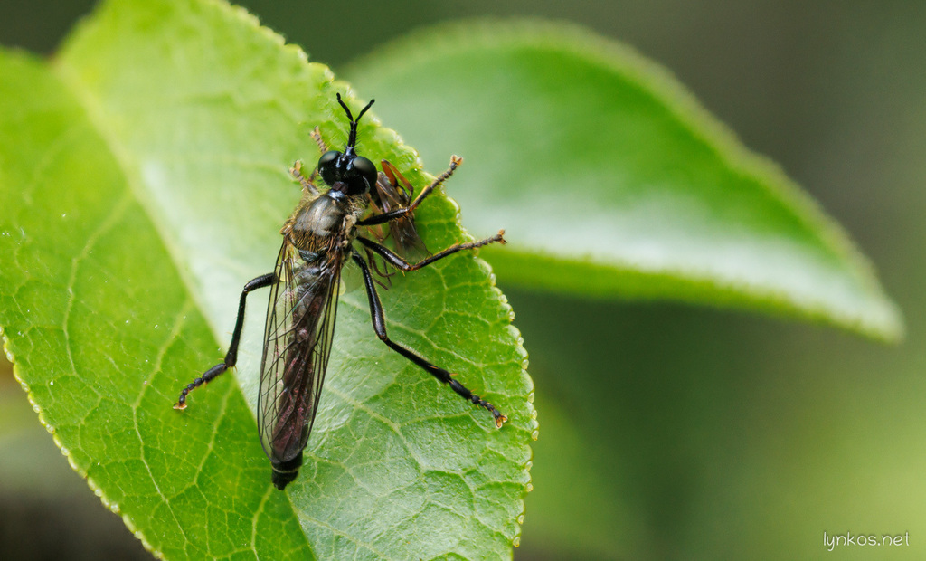 Dioctria meridionalis