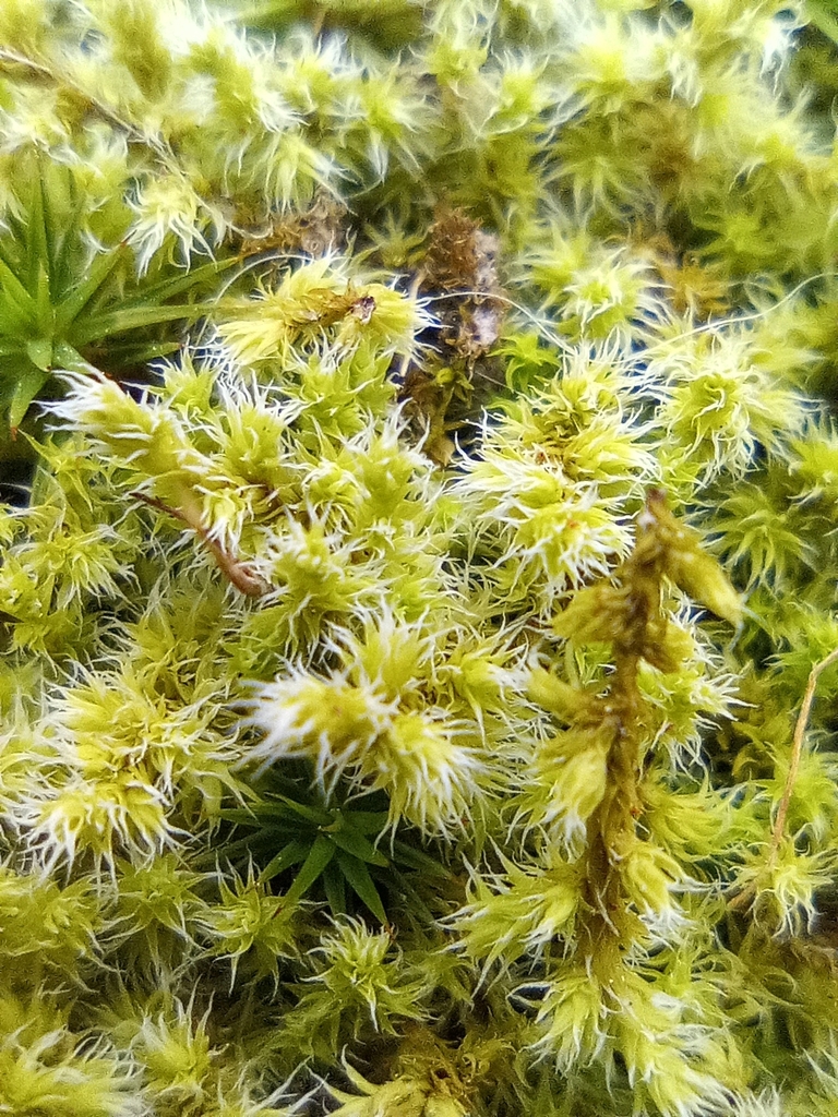 Hoary Fringe-moss