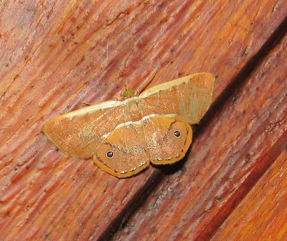 Opisthoxia claudiaria