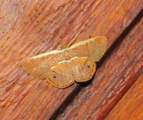 Opisthoxia claudiaria