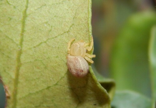 Thomisops lesserti