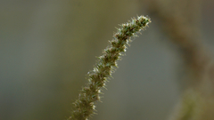 Amaranthus