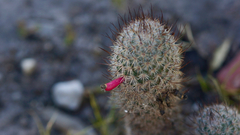 Mammillaria pottsii