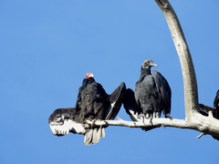 Cathartes aura