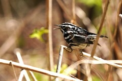 Mniotilta varia image
