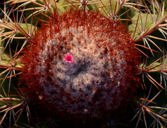 Melocactus macracanthos