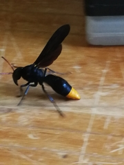 Synagris analis