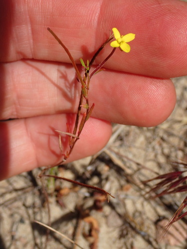 Image of Camissonia strigulosa by (c) George Williams, some rights reserved (CC BY)