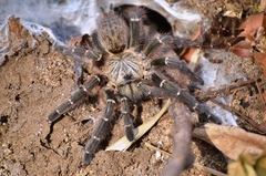 Pterinochilus murinus