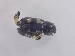 Glischrochilus quadriguttatus