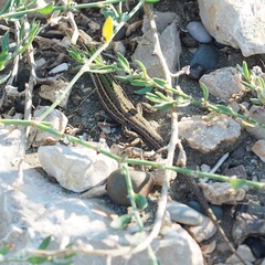 Podarcis melisellensis