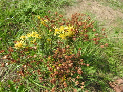 Jacobaea vulgaris