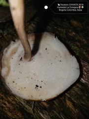Lentinus flexipes