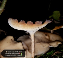 Lentinus flexipes