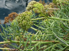 Crithmum maritimum