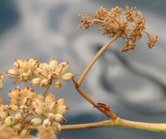 Crithmum maritimum