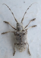 Crossotus stypticus