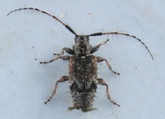 Exocentrus echinulus