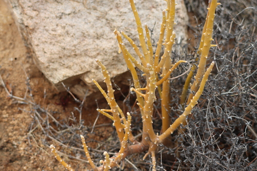 Othonna cerarioides