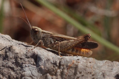 Omocestus raymondi