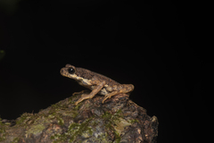 Malabar Tree Toad photo 2