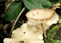 Lentinus flexipes
