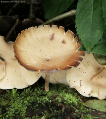 Lentinus flexipes
