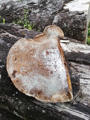 Polyporales