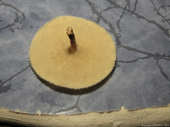 Lentinus