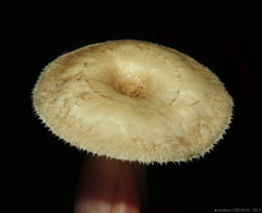 Lentinus