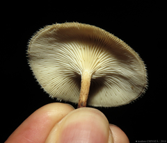 Lentinus