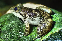 Limnonectes kuhlii
