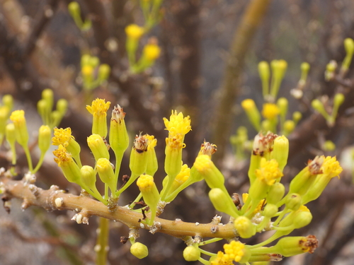 Othonna cerarioides