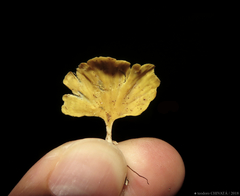 Cotylidia aurantiaca
