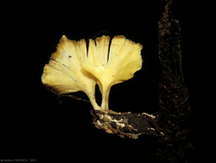 Cotylidia aurantiaca