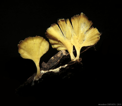 Cotylidia aurantiaca