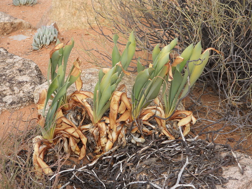Cyrtanthus herrei