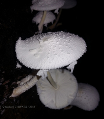 Leucocoprinus cretaceus