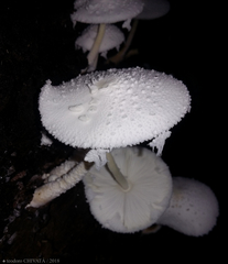 Leucocoprinus cretaceus