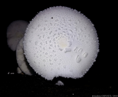 Leucocoprinus cretaceus