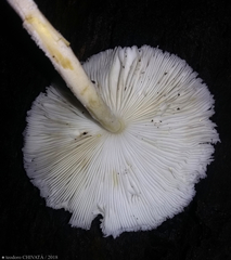 Leucocoprinus cretaceus