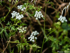 Anthriscus lamprocarpus