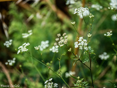 Anthriscus lamprocarpus